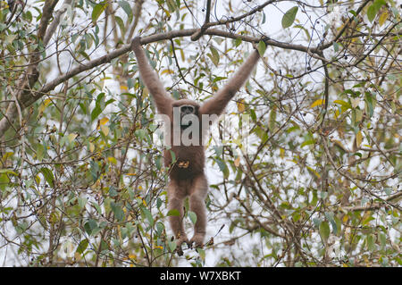 Hoolock Gibbon (Hoolock hoolock) Weibliche hängen von der Zweigstelle, Assam, Indien. Stockfoto