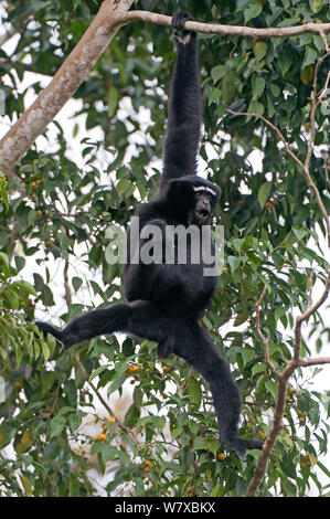 Hoolock Gibbon (Hoolock hoolock) männlich, Assam, Indien. Stockfoto