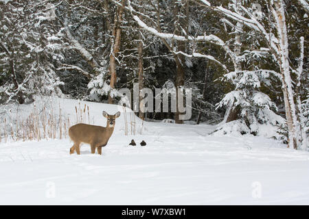 Weißwedelhirsche (Odocoileus virginianus) im Schnee mit zwei amerikanischen Schwarzen Enten (Anas Rubripes), Acadia National Park, Maine, USA, Februar. Stockfoto