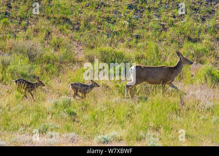 Hirsch (Odocoileus Hemionus) neugeborene Zwillinge nach Mutter, Yellowstone National Park, Wyoming, USA, Juni. Stockfoto