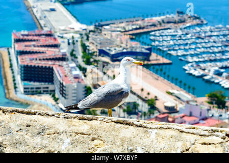 Blick auf den Hafen Marina in Alicante mit Vogel Möwe, Boote und Yachten aus der Burg Santa Barbara. Spanien. Stockfoto