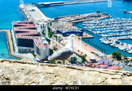 Blick auf den Hafen Marina in Alicante mit Vogel Möwe, Boote und Yachten aus der Burg Santa Barbara. Spanien. Stockfoto