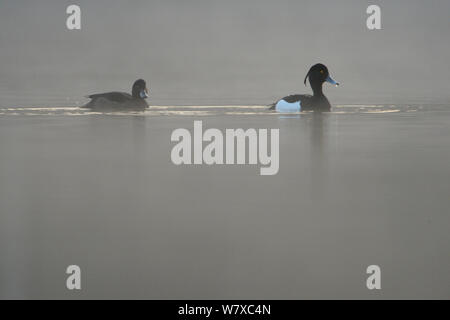 Reiherente (Aythya fuligula) Paar auf Wasser, Vogesen, Frankreich, März. Stockfoto