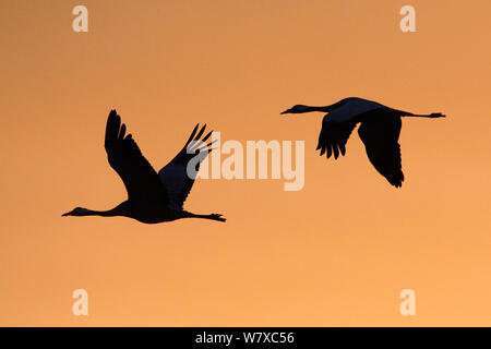 Kranichen (Grus Grus) im Flug silhouetted, Lac du Der, Champagne, Frankreich, Januar. Stockfoto