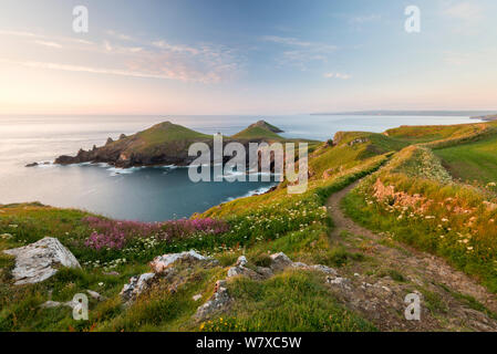 Twin Landspitze, die sterze, im späten Abendlicht, Pentire Point, in der nähe Polzeath, Cornwall, UK. Juni 2014. Stockfoto