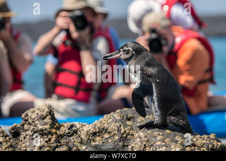 Galápagos-Pinguin (Spheniscus mendiculus), von Touristen aus einem Boot fotografiert werden, Sullivan Bay, Galapagos. April. Stockfoto