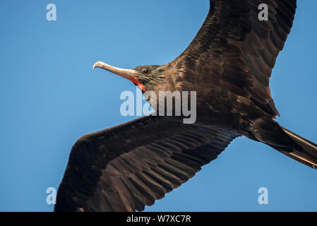 Zu Frigate (Fregata magnificens) im Flug, Galapagos, Ecuador. April. Stockfoto