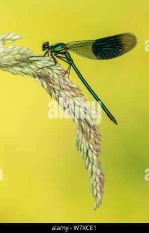 Männliche gebändert Demoiselle (Calopteryx splendens), ruht auf Gras Kopf, untere Tamar Lakes, Cornwall, UK. Juni. Stockfoto