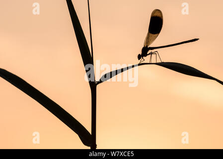 Männliche gebändert Demoiselle (Calopteryx splendens), Silhouette, während er auf Schilf, untere Tamar Lakes, Cornwall, UK. Juni. Stockfoto