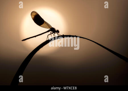 Gebänderte demoiselle (Calopteryx splendens), Silhouette der männlichen auf Reed, Lower Tamar Lakes, Cornwall, UK. Juni. Stockfoto