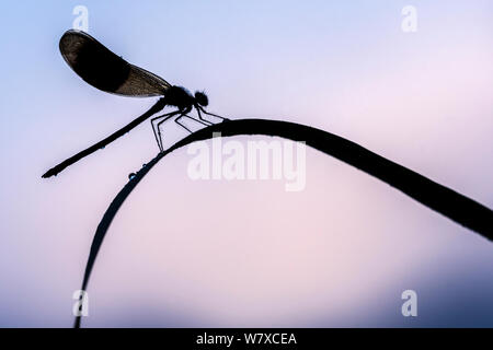 Männliche gebändert Demoiselle (Calopteryx splendens), Silhouette, während er auf Schilf, untere Tamar Lakes, Cornwall, UK. Juni. Stockfoto