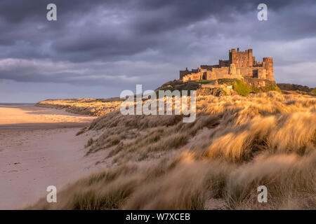 Bamburgh Castle und Sanddünen im Warmen, spät abends Licht mit stürmischen Abendhimmel, Bamburgh, Northumberland, Großbritannien. März 2014. Stockfoto