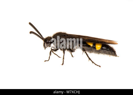 Behaart Blüte Wasp (Scolia hirta) Valbonne, Frankreich, August. Meetyourneighbors.net Projekt. Stockfoto