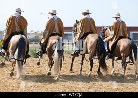 Paso Pferde von Truijillo, drittgrößte Stadt in Peru, Südamerika Stockfoto