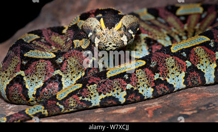 Rhinoceros Viper (Bitis nasicornis), Captive, aus Afrika. Stockfoto