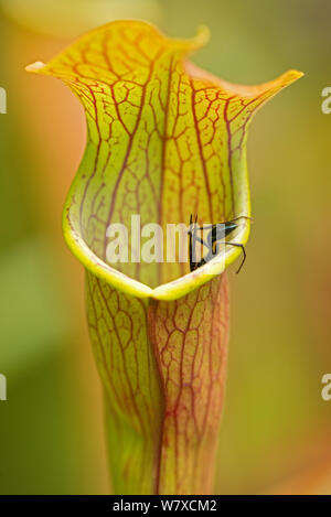 Blaue Schlamm Dauber Wasp (Chalybion californicum) auf dem Berg süße Kannenpflanze (Sarracenia rubra jonesii) Katarakt Moor, südlichen Appalachians, South Carolina, USA, September. Stockfoto