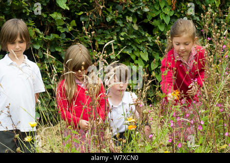 Gruppe der Grundschüler an einheimische wilde Blumen einschließlich Red Campion (Silene dioica) in der Schule Garten gepflanzt Bienen zu gewinnen suchen. Teil der Freunde der Erde nationale &#39; Biene Freundlich &#39; Kampagne, South Wales, UK, Juli 2014. Model Released. Stockfoto