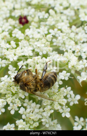 Toten Honigbienen (Apis mellifera) auf Wilde Möhre (Daucus carotta) Blumen, Todesursache unbekannt. Cwmbran, South Wales, UK, Juli. Stockfoto