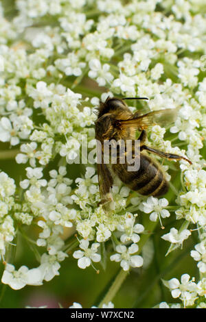 Toten Honigbienen (Apis mellifera) auf Wilde Möhre (Daucus carotta) Blumen, Todesursache unbekannt. Cwmbran, South Wales, UK, Juli. Stockfoto