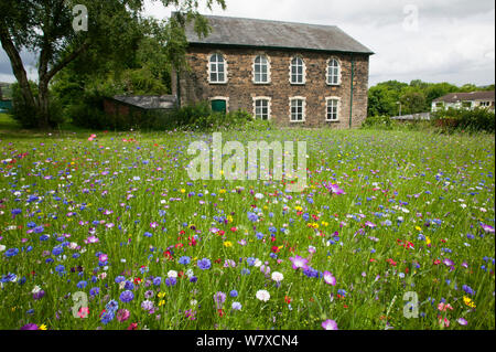 Wildflower Garten außerhalb der alten walisischen Kapelle. Gesät Bienen als Teil der Freunde der Erde&#39 anzuziehen; Biene Freundlich &#39; Kampagne mit der Bron Afon Community Housing Association, Cwmbran, South Wales, UK. Juli 2014. Stockfoto