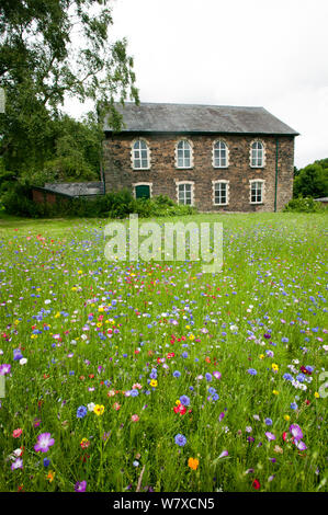 Wildflower Garten außerhalb der alten walisischen Kapelle. Gesät Bienen als Teil der Freunde der Erde&#39 anzuziehen; Biene Freundlich &#39; Kampagne mit der Bron Afon Community Housing Association, Cwmbran, South Wales, UK. Juli 2014. Stockfoto