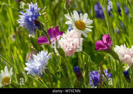 Corncockle (Agrostemma githago), Kornblumen (Centaurea cyanus) und Ox Auge Gänseblümchen (Chrysanthemum leucanthemum) gepflanzt Bienen als Teil der Freunde der Erde&#39 anzuziehen; Biene Freundlich &#39; Kampagne. South Wales, Großbritannien, Juli 2014. Stockfoto