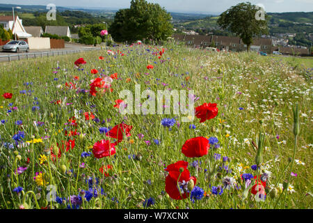 Wildblumen einschließlich Mohn (Papaver sp), Ox Auge Gänseblümchen (Chrysanthemum leucanthemum)- und Kornblumen (Centaurea cyanus) in den grünen Raum gepflanzt Bienen anzulocken. Teil einer Zusammenarbeit zwischen Bron Afon Community Housing Trust und die Freunde der Erde &#39; Biene Freundlich &#39; Projekt. South Wales, Großbritannien, Juli 2014. Stockfoto