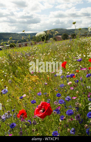 Wildblumen einschließlich Wilde Möhre (Daucus carota), Mohn (Papaver sp)- und Kornblumen (Centaurea cyanus) in den grünen Raum gepflanzt Bienen anzulocken. Teil einer Zusammenarbeit zwischen Bron Afon Community Housing Trust und die Freunde der Erde &#39; Biene Freundlich &#39; Projekt. South Wales, Großbritannien, Juli 2014. Stockfoto