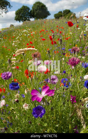 Wildblumen einschließlich (Agrostemma githago Corncockle), Mohn (Papaver sp)- und Kornblumen (Centaurea cyanus) in den grünen Raum gepflanzt Bienen anzulocken. Teil einer Zusammenarbeit zwischen Bron Afon Community Housing Trust und die Freunde der Erde &#39; Biene Freundlich &#39; Projekt. South Wales, Großbritannien, Juli 2014. Stockfoto