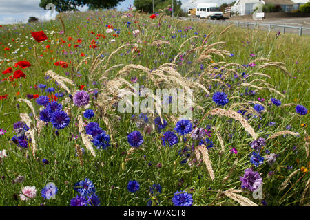 Wildblumen einschließlich Mohn (Papaver sp)- und Kornblumen (Centaurea cyanus) in den grünen Raum gepflanzt Bienen anzulocken. Teil einer Zusammenarbeit zwischen Bron Afon Community Housing Trust und die Freunde der Erde &#39; Biene Freundlich &#39; Projekt. South Wales, Großbritannien, Juli 2014. Stockfoto