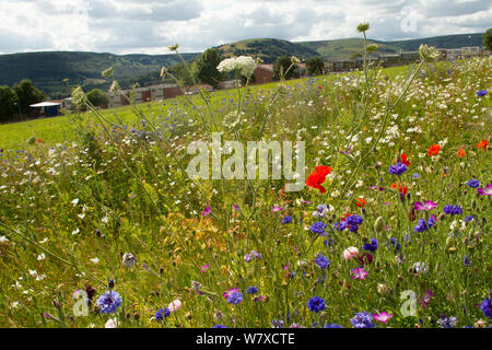 Wildblumen einschließlich Wilde Möhre (Daucus carota)- und Kornblumen (Centaurea cyanus) in den grünen Raum gepflanzt Bienen anzulocken. Teil der Zusammenarbeit zwischen Bron Afon Community Housing Trust und die Freunde der Erde &#39; Biene Freundlich &#39; Projekt. South Wales, Großbritannien, Juli 2014. Stockfoto