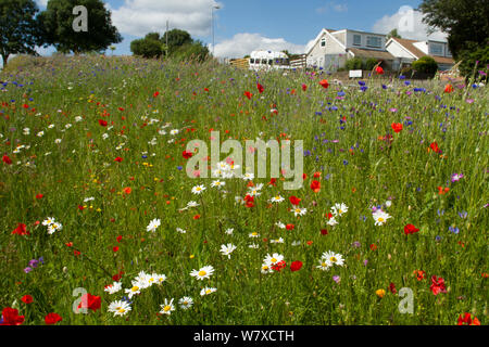 Wildblumen einschließlich Mohn (Papaver sp), Ox Auge Gänseblümchen (Chrysanthemum leucanthemum)- und Kornblumen (Centaurea cyanus) in den grünen Raum gepflanzt Bienen anzulocken. Teil einer Zusammenarbeit zwischen Bron Afon Community Housing Trust und die Freunde der Erde &#39; Biene Freundlich &#39; Projekt. South Wales, Großbritannien, Juli 2014. Stockfoto