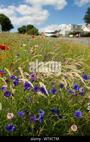 Wildblumen einschließlich Mohn (Papaver sp)- und Kornblumen (Centaurea cyanus) in den grünen Raum gepflanzt Bienen anzulocken. Teil einer Zusammenarbeit zwischen Bron Afon Community Housing Trust und die Freunde der Erde &#39; Biene Freundlich &#39; Projekt. South Wales, Großbritannien, Juli 2014. Stockfoto