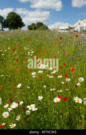 Wildblumen einschließlich Mohn (Papaver sp) und Ox Auge Gänseblümchen (Chrysanthemum leucanthemum) in den grünen Raum gepflanzt Bienen anzulocken. Teil einer Zusammenarbeit zwischen Bron Afon Community Housing Trust und die Freunde der Erde &#39; Biene Freundlich &#39; Projekt. South Wales, Großbritannien, Juli 2014. Stockfoto