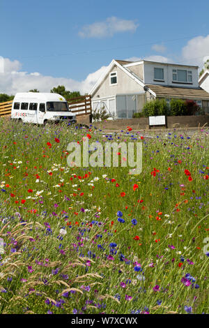 Wildblumen einschließlich Mohn (Papaver sp), Ox Auge Gänseblümchen (Chrysanthemum leucanthemum)- und Kornblumen (Centaurea cyanus) in den grünen Raum gepflanzt Bienen anzulocken. Teil einer Zusammenarbeit zwischen Bron Afon Community Housing Trust und die Freunde der Erde &#39; Biene Freundlich &#39; Projekt. South Wales, Großbritannien, Juli 2014. Stockfoto