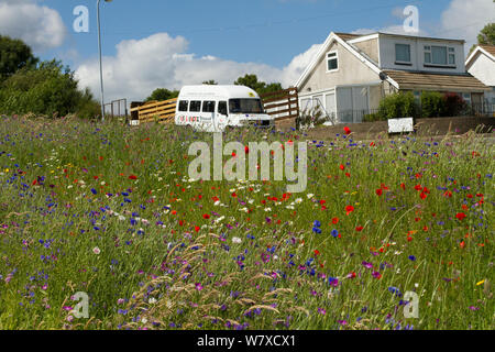 Wildblumen einschließlich Mohn (Papaver sp), Ox Auge Gänseblümchen (Chrysanthemum leucanthemum)- und Kornblumen (Centaurea cyanus) in den grünen Raum gepflanzt Bienen anzulocken. Teil einer Zusammenarbeit zwischen Bron Afon Community Housing Trust und die Freunde der Erde &#39; Biene Freundlich &#39; Projekt. South Wales, Großbritannien, Juli 2014. Stockfoto