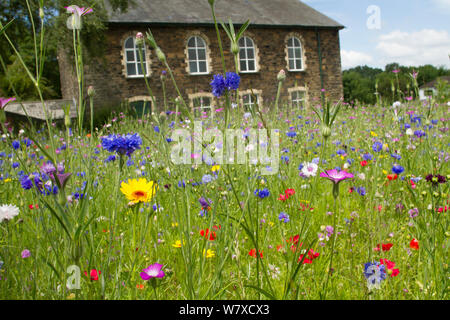 Wildflower Garten außerhalb der alten walisischen Kapelle. Gesät Bienen als Teil der Freunde der Erde&#39 anzuziehen; Biene Freundlich &#39; Kampagne mit der Bron Afon Community Housing Association, Cwmbran, South Wales, UK. Juli 2014. Stockfoto