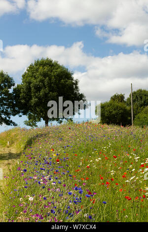 Wildblumen einschließlich Mohn (Papaver sp), Ox Auge Gänseblümchen (Chrysanthemum leucanthemum)- und Kornblumen (Centaurea cyanus) in den grünen Raum gepflanzt Bienen anzulocken. Teil einer Zusammenarbeit zwischen Bron Afon Community Housing Trust und die Freunde der Erde &#39; Biene Freundlich &#39; Projekt. South Wales, Großbritannien, Juli 2014. Stockfoto