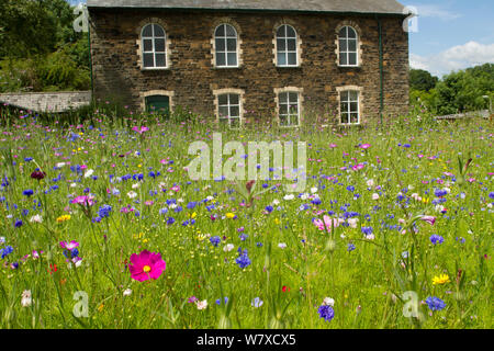 Wildflower Garten außerhalb der alten walisischen Kapelle. Gesät Bienen als Teil der Freunde der Erde&#39 anzuziehen; Biene Freundlich &#39; Kampagne mit der Bron Afon Community Housing Association, Cwmbran, South Wales, UK. Juli 2014. Stockfoto