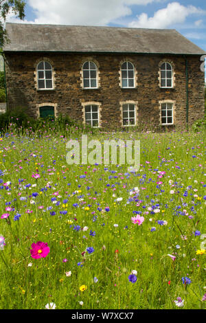 Wildflower Garten außerhalb der alten walisischen Kapelle. Gesät Bienen als Teil der Freunde der Erde&#39 anzuziehen; Biene Freundlich &#39; Kampagne mit der Bron Afon Community Housing Association, Cwmbran, South Wales, UK. Juli 2014. Stockfoto