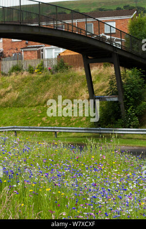 Wildblumen gepflanzt am Straßenrand Bienen als Teil der Freunde der Erde&#39 anzuziehen; Biene Freundlich &#39; Kampagne mit der Bron Afon Community Housing Association, Cwmbran, South Wales, UK. Juli 2014. Stockfoto