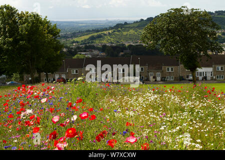 Wildblumen einschließlich Mohn (Papaver sp) und Ox Auge Gänseblümchen (Chrysanthemum leucanthemum) gepflanzt Bienen als Teil der Freunde der Erde&#39 anzuziehen; Biene Freundlich &#39; Projekt durchgeführt mit der Bron Afon Community Housing Association. In der Nähe von Cwmbran, South Wales, UK. Juli 2014. Stockfoto