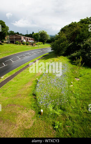 Wildblumen gepflanzt am Straßenrand Bienen als Teil der Freunde der Erde&#39 anzuziehen; Biene Freundlich &#39; Kampagne mit der Bron Afon Community Housing Association, Cwmbran, South Wales, UK. Juli 2014. Stockfoto