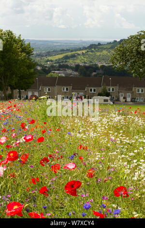 Wildblumen einschließlich Mohn (Papaver sp) und Ox Auge Gänseblümchen (Chrysanthemum leucanthemum) gepflanzt Bienen als Teil der Freunde der Erde&#39 anzuziehen; Biene Freundlich &#39; Projekt durchgeführt mit der Bron Afon Community Housing Association. In der Nähe von Cwmbran, South Wales, UK. Juli 2014. Stockfoto