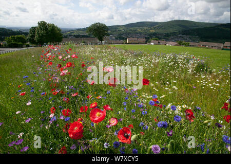 Wildblumen einschließlich Mohn (Papaver sp), Ox Auge Gänseblümchen (Chrysanthemum leucanthemum)- und Kornblumen (Centaurea cyanus) gepflanzt Bienen als Teil der Freunde der Erde&#39 anzuziehen; Biene Freundlich &#39; Projekt durchgeführt mit der Bron Afon Community Housing Association. In der Nähe von Cwmbran, South Wales, UK. Juli 2014. Stockfoto