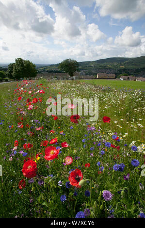 Wildblumen einschließlich Mohn (Papaver sp), Ox Auge Gänseblümchen (Chrysanthemum leucanthemum)- und Kornblumen (Centaurea cyanus) gepflanzt Bienen als Teil der Freunde der Erde&#39 anzuziehen; Biene Freundlich &#39; Projekt durchgeführt mit der Bron Afon Community Housing Association. In der Nähe von Cwmbran, South Wales, UK. Juli 2014. Stockfoto