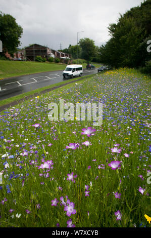 Wildblumen einschließlich (Agrostemma githago Corncockle)- und Kornblumen (Centaurea cyanus) gepflanzt am Straßenrand Bienen anzulocken. Teil der Freunde der Erde&#39; Biene Freundlich &#39; Kampagne mit der Bron Afon Community Housing Association, Cwmbran, South Wales, UK. Juli 2014. Stockfoto