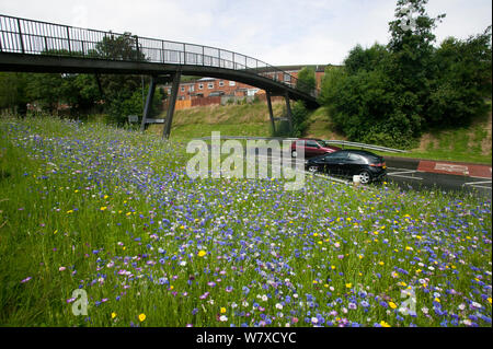 Wildblumen gepflanzt am Straßenrand Bienen als Teil der Freunde der Erde&#39 anzuziehen; Biene Freundlich &#39; Kampagne mit der Bron Afon Community Housing Association, Cwmbran, South Wales, UK. Juli 2014. Stockfoto