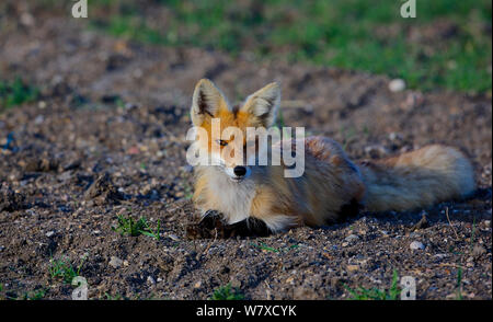 North American Red Fox (Vulpes vulpes) auf Ackerland in der Nähe von den site, Saskatchewan, Kanada, Mai. Stockfoto