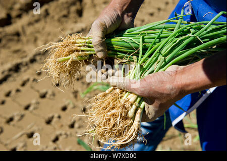 Frau einpflanzen von Zwiebeln (Allium Cepa) auf Suicurbossie Farm, Koue Bokkeveld/Cedarberg Region, Südafrika. Oktober 2013. Stockfoto